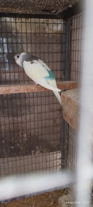 Vendo periquitos australianos (não faço criação de aves à mão). Em Loulé.