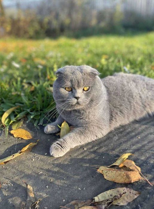 Шотландські котята.