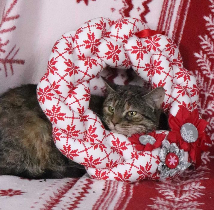 Chilli – delikatna, kochana kotka szuka spokojnego domu