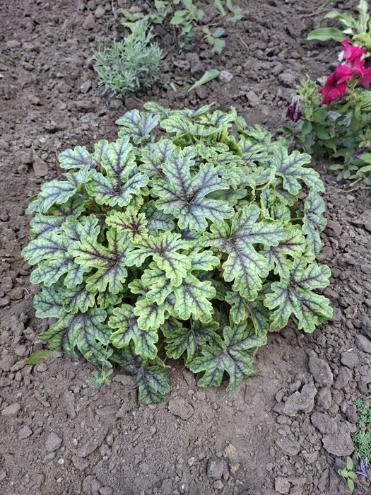 Гейхери Tapestry