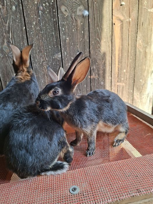 Zajęczak mahoniowy czarny podpalany
