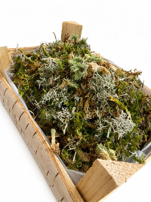 Leśne runo, podłoże- naturalna ściółka do terrarium