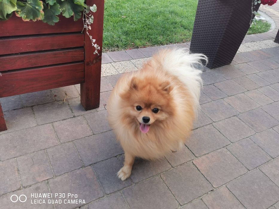 Szpic miniaturowy krycie