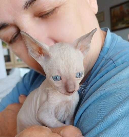 Cornish Rex kocur