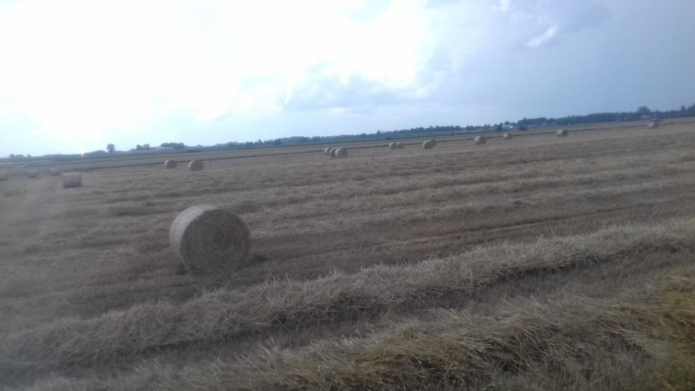 Słoma z pszenżyta 15 ha