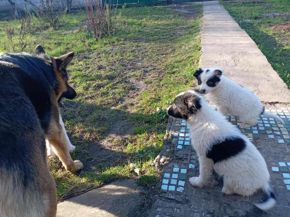 Шукаємо люблячий дім для цуценят

На жаль, шість маленьких цуцен