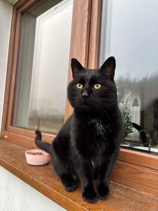 Czarny kocur szuka domu!