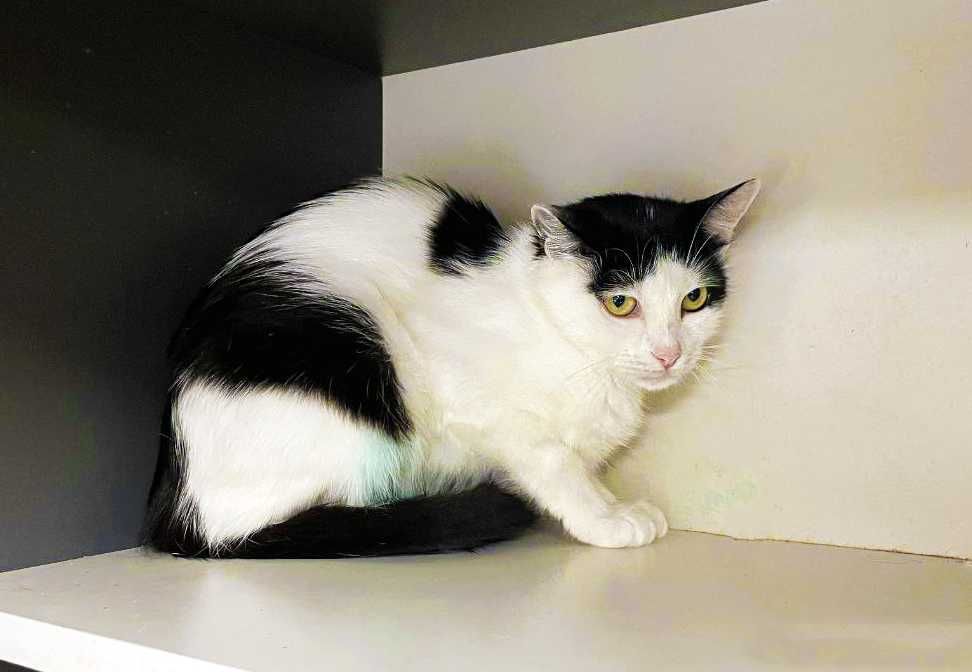 Кішка, кішечка, красунечка Брошка (1 р.) – в пошуках сім'ї!