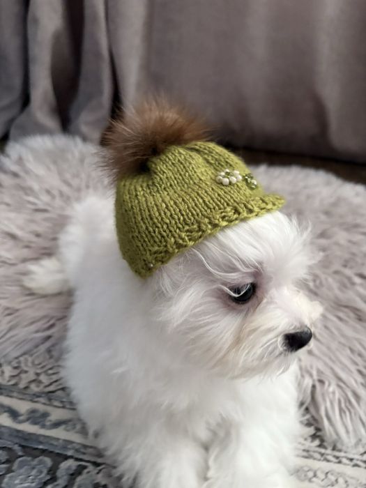 Мальтийская болонка щенки