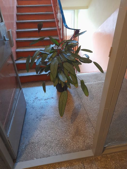 Kwiat Ctenanthe zwany modlącym