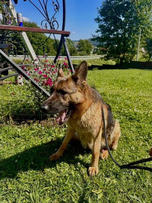 Чистокровні німецькі вівчарки