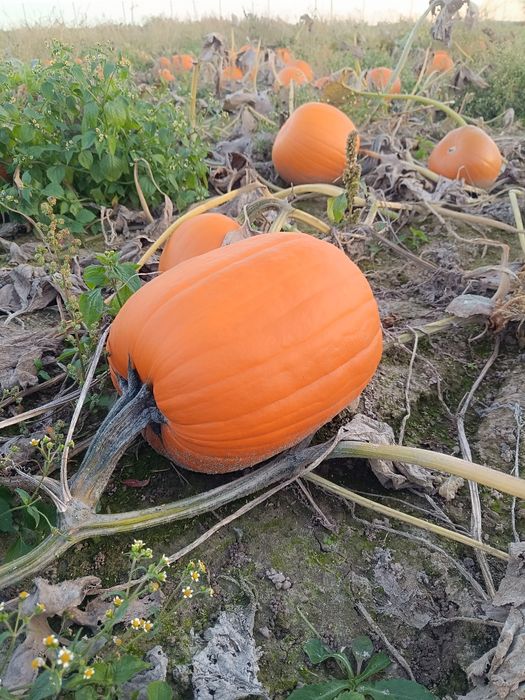 Sprzedaż Dyń na Halloween