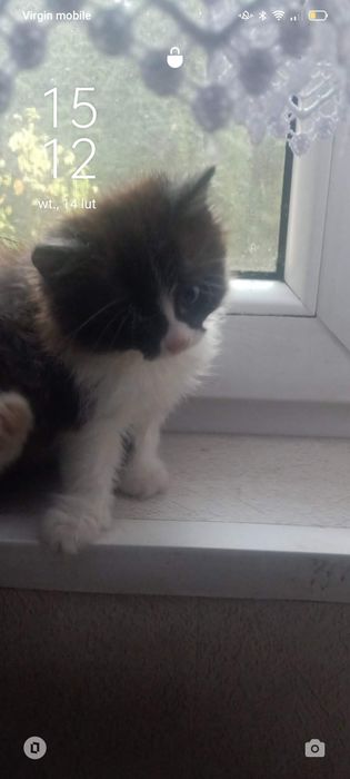 Zagineła kotka około 6 miesięcy temu