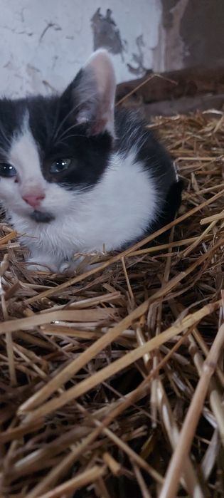 котиня маленьке.