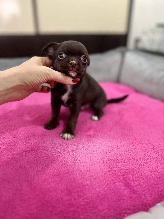 Menino chihuahua mini