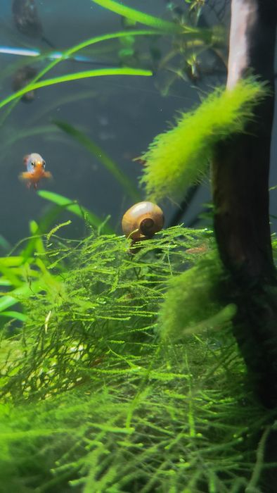 Vendo caracóis Planorbis água doce