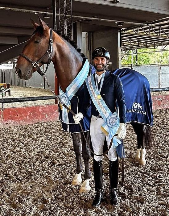 Poldro lusitano .