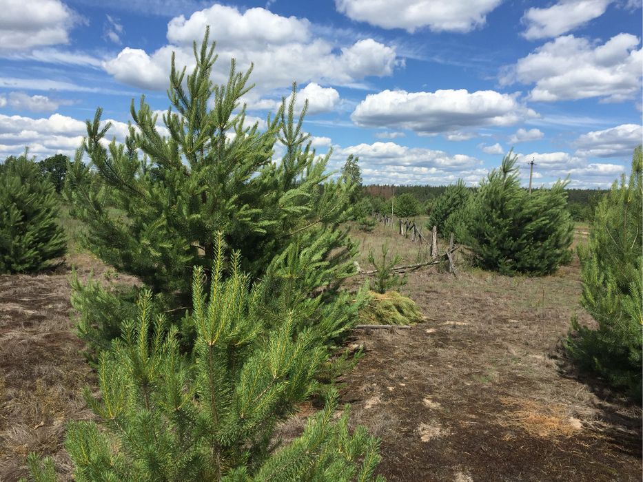 Земельна ділянка 0.23 га у затишному місці