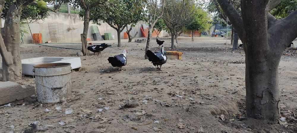 Patos mudos macho.