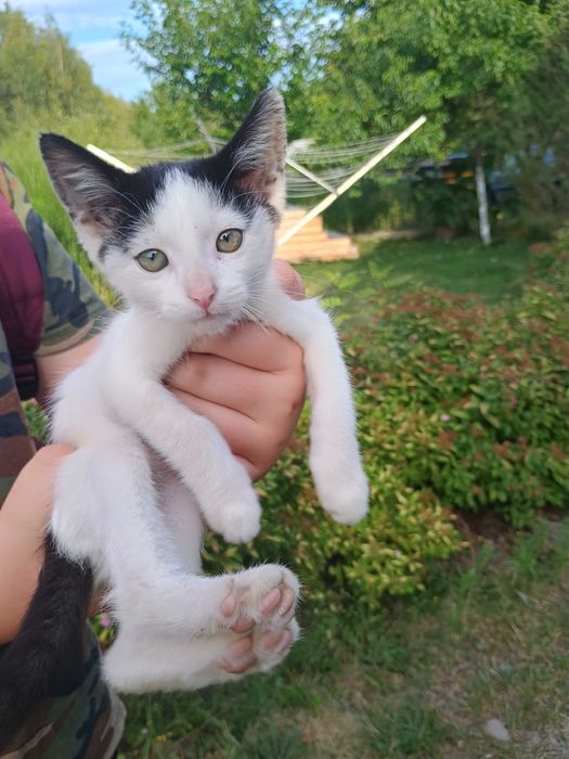 Oddam kotki w dobre ręce