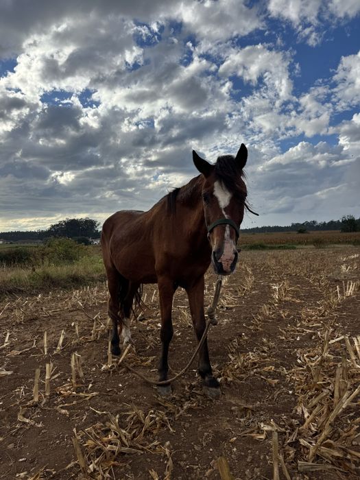 Cavalo montado e engatado