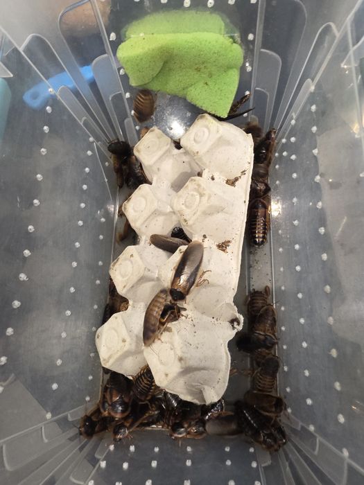 Karaczany argentyńskie Dubia Dubie