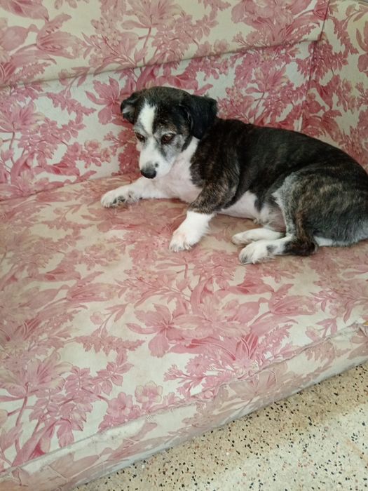 Doação cão docil