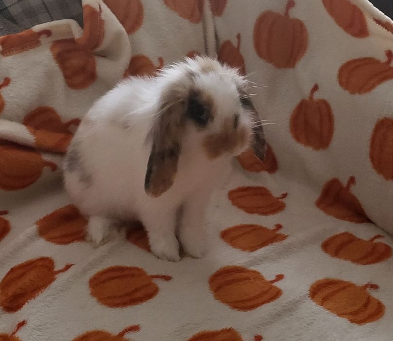 Króliczki miniaturki