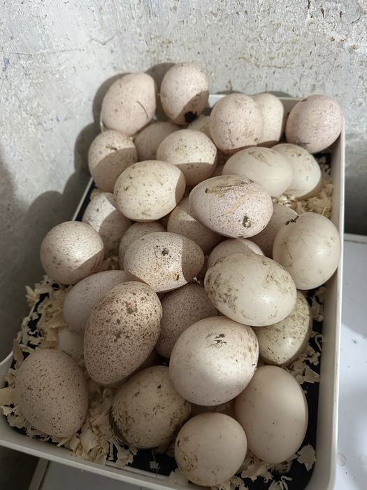 Ovos peru galados