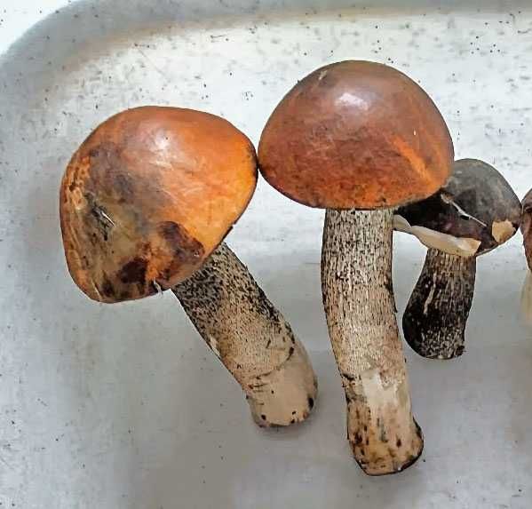 Grzyby świeże, borowiki, prawdziwki, podgrzybki, kozaki, kanie