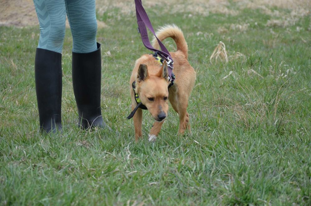 Precelek ze schroniska poleca się do adopcji