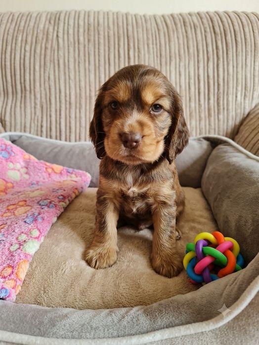 Cocker spaniel angielski suczka , badania