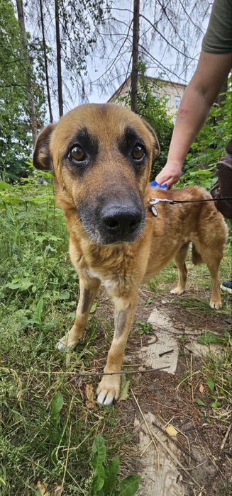 Пес ищет ответственную семью!