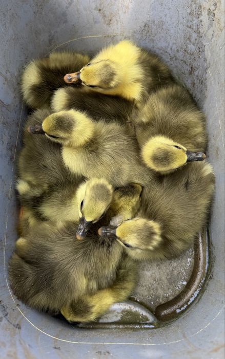 Gansos novos deste ano, aceito reservas!