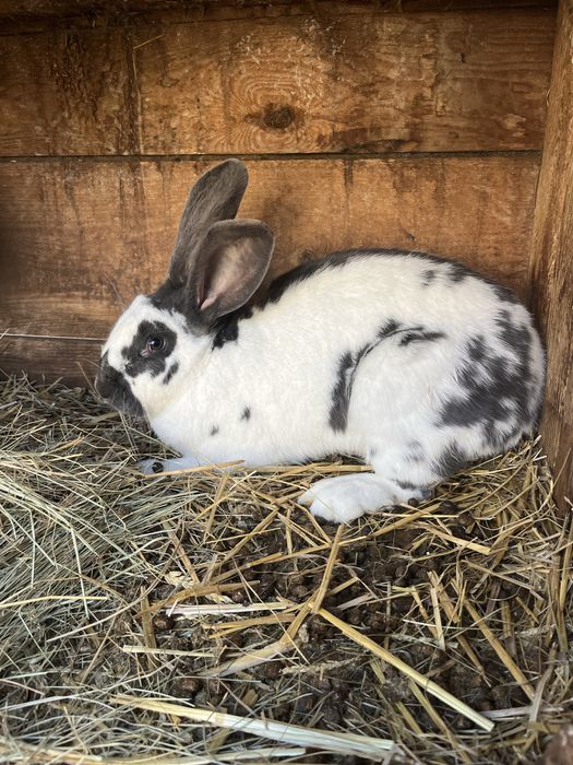 Samica srokacz niemiecki