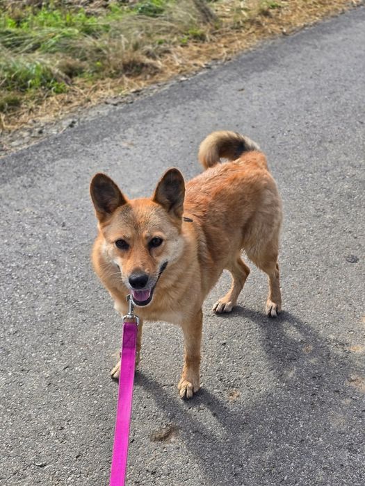 Piękna i grzeczna sunia do adopcji!