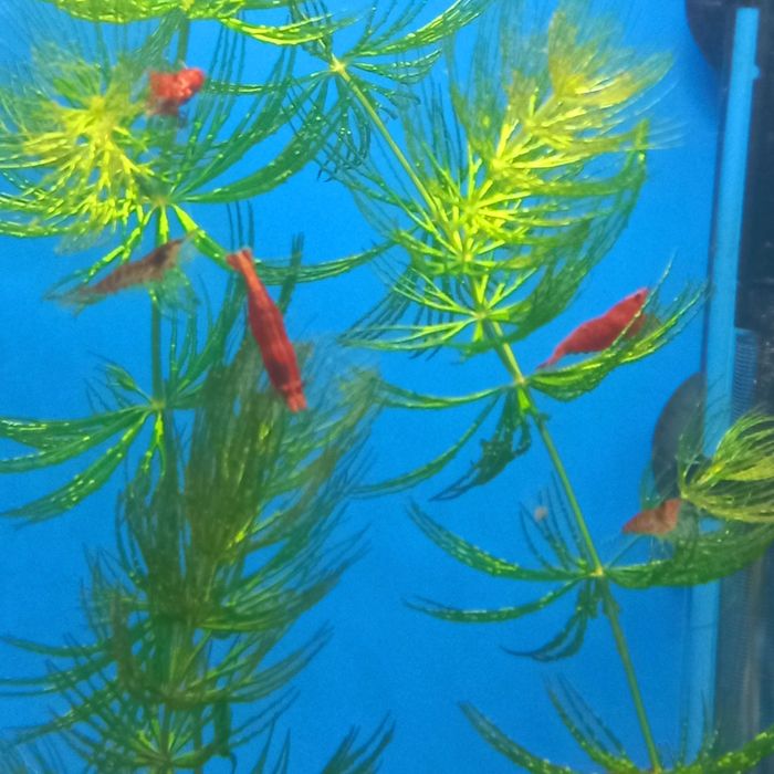 Peixes e camaroes