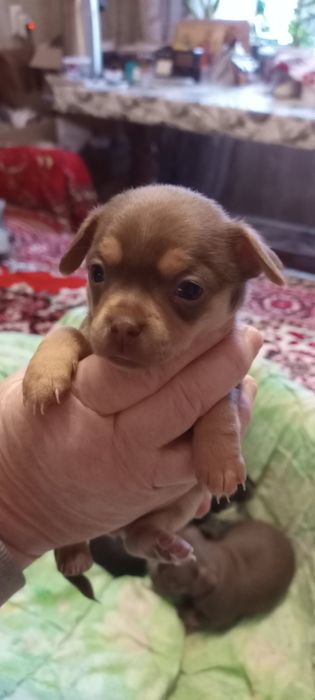 Продам собачок Чіхуа