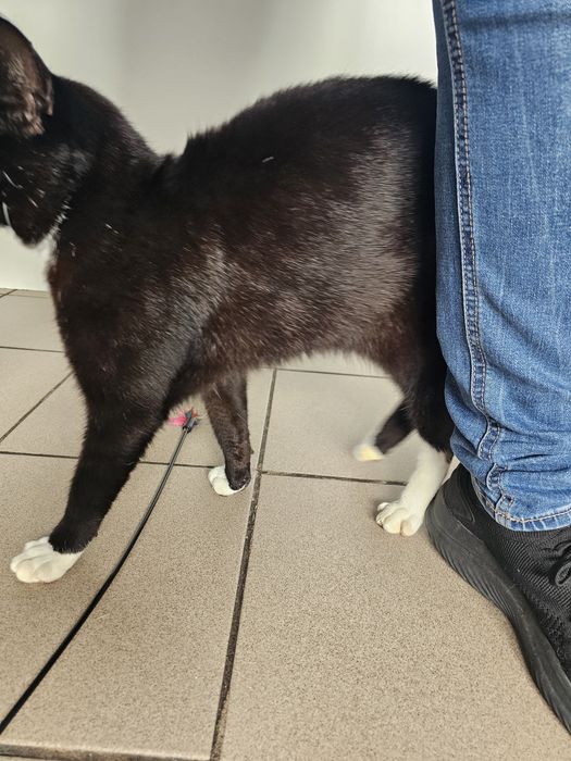 Oddam kota do adopcji piękny kocurek kastrowany Rydułtowy