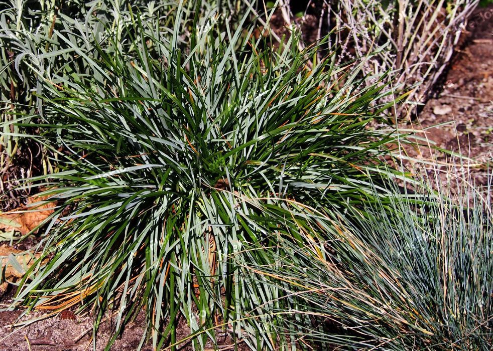 Sesleria skalna (Sesleria caerulea) Trawa ozdobna na skalniak 1.0L