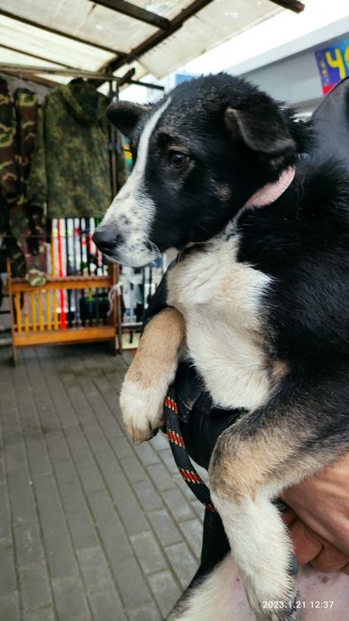 Щеня хлопчик Патрон