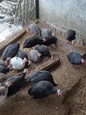 Samce Perliczek. Sprzedam