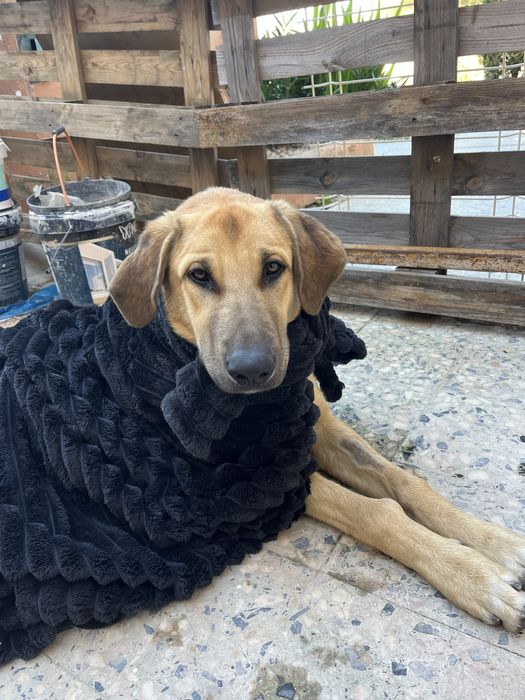 Cao Pastor alemao x Rafeiro alentejano