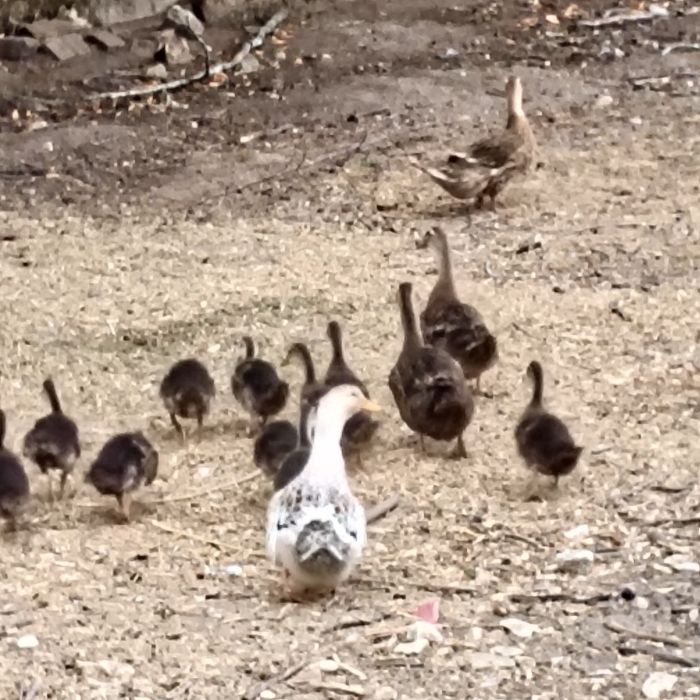 Patos Rouen jovens