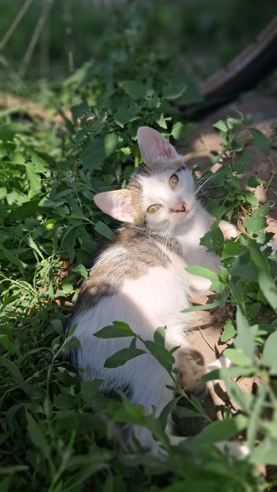 Кошенята шукають господарів