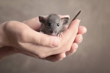 Крысята породы голубая Дамбо