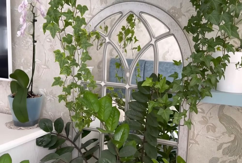 алоє хлорофітум традисканція фікус