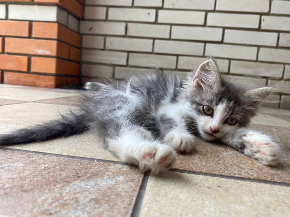 Кошеня підкинули