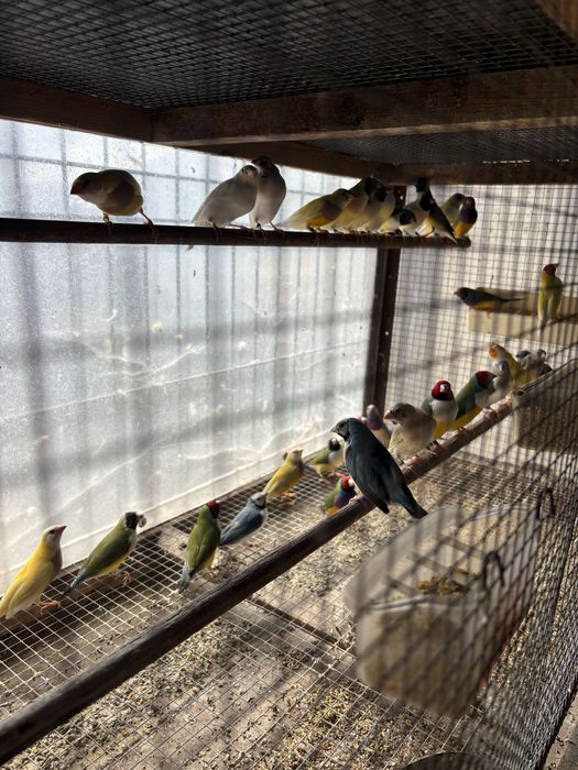 Diamantes de gould