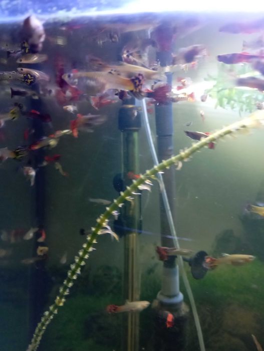 Glupiki rybki akwariowe